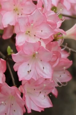 Amy Azalea - 3 Gallon Pot 11 Amy Azalea - 3 Gallon Pot -Outdoor Garden Store azalea amy 9