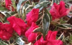 Arctic Rose Azalea - 3 Gallon Pot 12 Arctic Rose Azalea - 3 Gallon Pot -Outdoor Garden Store azalea arctic rose 4