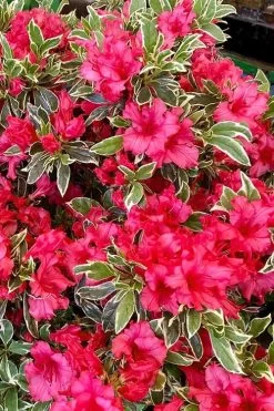 Arctic Rose Azalea - 3 Gallon Pot 11 Arctic Rose Azalea - 3 Gallon Pot -Outdoor Garden Store azalea arctic rose 5