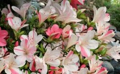 Astronaut Azalea - 3 Gallon Pot 13 Astronaut Azalea - 3 Gallon Pot -Outdoor Garden Store azalea astronaut 3 2
