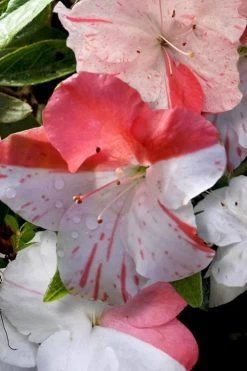 Astronaut Azalea - 2.5 Quart Pot 12 Astronaut Azalea - 2.5 Quart Pot -Outdoor Garden Store azalea astronaut 4