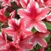Ben Morrison Azalea - 3 Gallon Pot 2 Ben Morrison Azalea - 3 Gallon Pot -Outdoor Garden Store azalea ben morrison 2 1