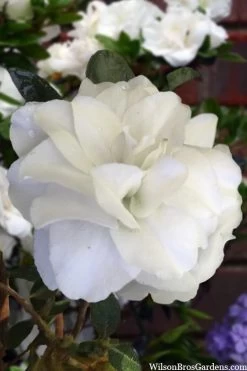 Snowball Bloom 'N Again Azalea - 2 Gallon Pot -Outdoor Garden Store azalea bloom n again snowball 13