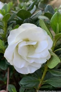 Snowball Bloom 'N Again Azalea - 2 Gallon Pot -Outdoor Garden Store azalea bloom n again snowball 14