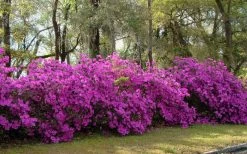 Formosa Southern Indica Azalea - 7 Gallon Pot 11 Formosa Southern Indica Azalea - 7 Gallon Pot -Outdoor Garden Store azalea formosa hedge