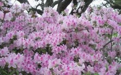 George L. Taber Southern Indica Azalea - 3 Gallon Pot 12 George L. Taber Southern Indica Azalea - 3 Gallon Pot -Outdoor Garden Store azalea george taber 10