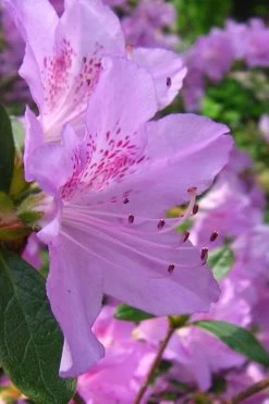 Gulf Pride Fragrant Southern Indica Azalea - 1 Gallon Pot 11 Gulf Pride Fragrant Southern Indica Azalea - 1 Gallon Pot -Outdoor Garden Store azalea gulf pride 2