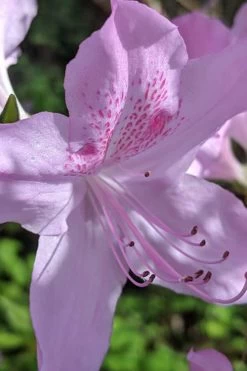 Gulf Pride Fragrant Southern Indica Azalea - 1 Gallon Pot 12 Gulf Pride Fragrant Southern Indica Azalea - 1 Gallon Pot -Outdoor Garden Store azalea gulf pride 5