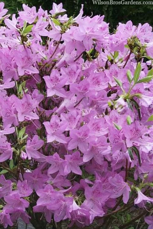 Gulf Pride Fragrant Southern Indica Azalea - 1 Gallon Pot 3 Gulf Pride Fragrant Southern Indica Azalea - 1 Gallon Pot