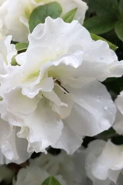 Perfecto Mundo Double White Reblooming Azalea - 3 Gallon Pot 15 Perfecto Mundo Double White Reblooming Azalea - 3 Gallon Pot -Outdoor Garden Store azalea perfecto mondo double white 1