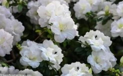 Perfecto Mundo Double White Reblooming Azalea - 3 Gallon Pot 14 Perfecto Mundo Double White Reblooming Azalea - 3 Gallon Pot -Outdoor Garden Store azalea perfecto mondo double white 2
