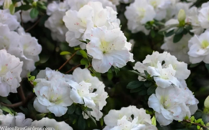 Perfecto Mundo Double White Reblooming Azalea - 3 Gallon Pot 8 Perfecto Mundo Double White Reblooming Azalea - 3 Gallon Pot - Image 6