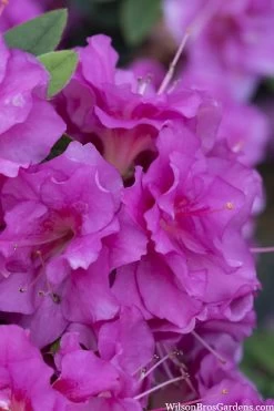 Perfecto Mundo Double Purple Reblooming Azalea - 3 Pack Of Quart Pots