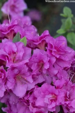 Perfecto Mundo Double Purple Reblooming Azalea - 3 Pack Of Quart Pots 13 Perfecto Mundo Double Purple Reblooming Azalea - 3 Pack Of Quart Pots -Outdoor Garden Store azalea perfecto mondo double20purple 3