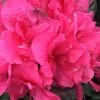 Perfecto Mundo Double Dark Pink Reblooming Azalea - 3 Gallon Pot 1 Perfecto Mundo Double Dark Pink Reblooming Azalea - 3 Gallon Pot -Outdoor Garden Store azalea perfecto mundo double dark pink 2