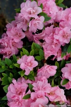 Perfecto Mundo Double Pink Reblooming Azalea - 2 Gallon Pot -Outdoor Garden Store azalea perfecto mundo double pink 2