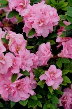 Perfecto Mundo Double Pink Reblooming Azalea - 2 Gallon Pot -Outdoor Garden Store azalea perfecto mundo double pink 4