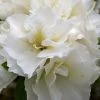 Perfecto Mundo Double White Reblooming Azalea - 3 Gallon Pot 2 Perfecto Mundo Double White Reblooming Azalea - 3 Gallon Pot -Outdoor Garden Store azalea perfecto mundo double white 8