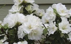 Perfecto Mundo Double White Reblooming Azalea - 3 Gallon Pot 12 Perfecto Mundo Double White Reblooming Azalea - 3 Gallon Pot -Outdoor Garden Store azalea perfecto mundo double white 9