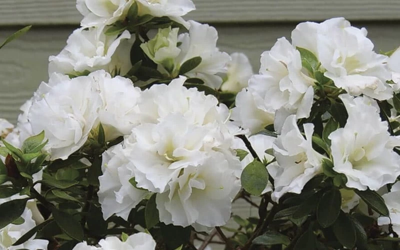 Perfecto Mundo Double White Reblooming Azalea - 3 Gallon Pot 6 Perfecto Mundo Double White Reblooming Azalea - 3 Gallon Pot - Image 4