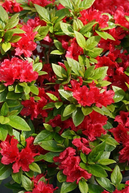Perfecto Mundo Red Reblooming Azalea - 3 Gallon Pot 8 Perfecto Mundo Red Reblooming Azalea - 3 Gallon Pot - Image 6