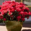 Perfecto Mundo Red Reblooming Azalea - 1 Gallon Pot 1 Perfecto Mundo Red Reblooming Azalea - 1 Gallon Pot -Outdoor Garden Store azalea perfecto mundo red 3 1