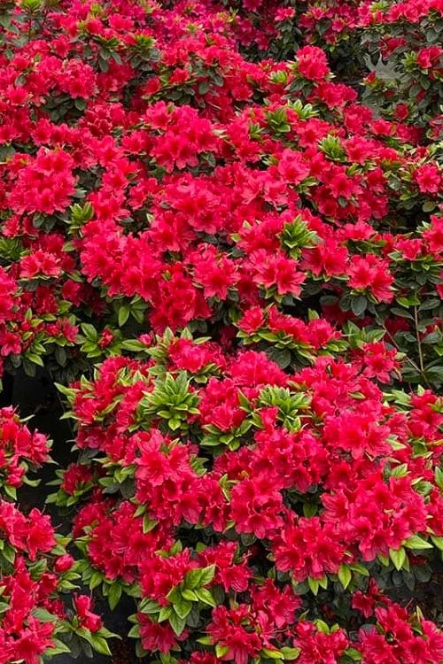 Perfecto Mundo Red Reblooming Azalea - 1 Gallon Pot 7 Perfecto Mundo Red Reblooming Azalea - 1 Gallon Pot - Image 5