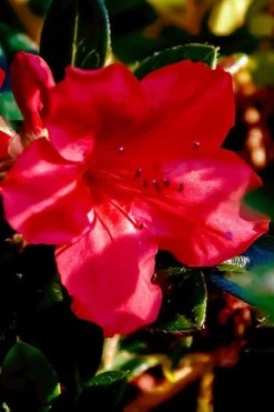 Perfecto Mundo Red Reblooming Azalea - 3 Gallon Pot 15 Perfecto Mundo Red Reblooming Azalea - 3 Gallon Pot -Outdoor Garden Store azalea perfecto mundo red 6