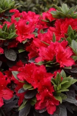 Perfecto Mundo Red Reblooming Azalea - 1 Gallon Pot 12 Perfecto Mundo Red Reblooming Azalea - 1 Gallon Pot -Outdoor Garden Store azalea perfecto mundo red 8 1