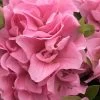 Perfecto Mundo Double Pink Reblooming Azalea - 2 Gallon Pot -Outdoor Garden Store azalea perfectomundo double pink 100