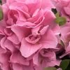Perfecto Mundo Double Pink Reblooming Azalea - 3 Gallon Pot 2 Perfecto Mundo Double Pink Reblooming Azalea - 3 Gallon Pot -Outdoor Garden Store azalea perfectomundo double pink 101