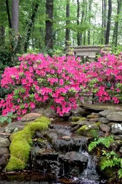 Pink Formosa Azalea - 3 Gallon Pot -Outdoor Garden Store azalea pink formosa 2