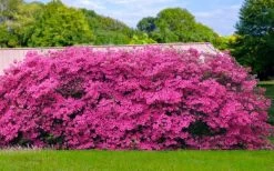 Pink Formosa Azalea - 3 Gallon Pot -Outdoor Garden Store azalea pink formosa 4