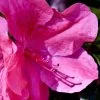 Pink Formosa Azalea - 3 Gallon Pot 1 Pink Formosa Azalea - 3 Gallon Pot -Outdoor Garden Store azalea pink formosa 5