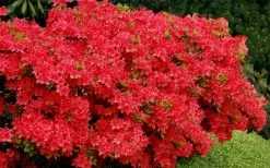 Stewartstonian Azalea - 1 Gallon Pot 17 Stewartstonian Azalea - 1 Gallon Pot -Outdoor Garden Store azalea stewartstonian 3 1