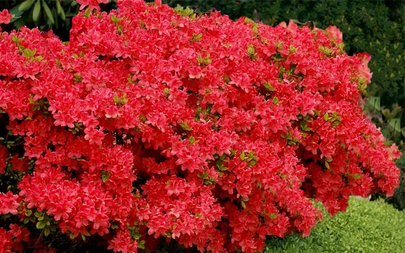 Stewartstonian Azalea - 1 Gallon Pot 9 Stewartstonian Azalea - 1 Gallon Pot - Image 7