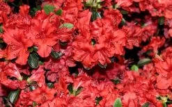 Stewartstonian Azalea - 1 Gallon Pot 19 Stewartstonian Azalea - 1 Gallon Pot -Outdoor Garden Store azalea stewartstonian 4 1