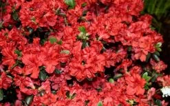 Stewartstonian Azalea - 1 Gallon Pot 18 Stewartstonian Azalea - 1 Gallon Pot -Outdoor Garden Store azalea stewartstonian 6 1