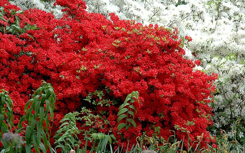 Stewartstonian Azalea - 1 Gallon Pot 7 Stewartstonian Azalea - 1 Gallon Pot - Image 5