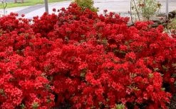 Stewartstonian Azalea - 1 Gallon Pot 16 Stewartstonian Azalea - 1 Gallon Pot -Outdoor Garden Store azalea stewartstonian 8 1