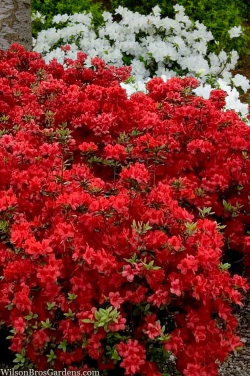 Stewartstonian Azalea - 1 Gallon Pot 3 Stewartstonian Azalea - 1 Gallon Pot