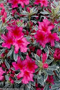 The Robe Azalea - 3 Gallon Pot 9 The Robe Azalea - 3 Gallon Pot -Outdoor Garden Store azalea the robe 3