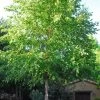 River Birch Tree (Single Trunk) - 3 Gallon Pot -Outdoor Garden Store betula nigra single trunk river birch 1