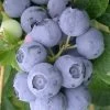 Northern Highbush Blueberry (Vaccinum Corymbosum) - 6 Pack Of 1 Gallon Pots -Outdoor Garden Store blueberry northern highbush 3 800x500 1