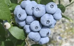Northern Highbush Blueberry (Vaccinum Corymbosum) - 3 Gallon Pot 11 Northern Highbush Blueberry (Vaccinum Corymbosum) - 3 Gallon Pot -Outdoor Garden Store blueberry northern20highbush 3 800x500 2