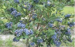 Northern Highbush Blueberry (Vaccinum Corymbosum) - 3 Gallon Pot 10 Northern Highbush Blueberry (Vaccinum Corymbosum) - 3 Gallon Pot -Outdoor Garden Store blueberry northern20highbush 800x500 2