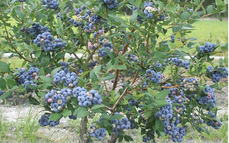 Northern Highbush Blueberry (Vaccinum Corymbosum) - 3 Gallon Pot 6 Northern Highbush Blueberry (Vaccinum Corymbosum) - 3 Gallon Pot - Image 4