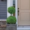 Common Boxwood 2-Ball Poodle Tier Topiary (Buxus Sempervirens) - 3 Gallon Pot (Short) 1 Common Boxwood 2-Ball Poodle Tier Topiary (Buxus Sempervirens) - 3 Gallon Pot (Short) -Outdoor Garden Store boxwood two ball poodle tier 3