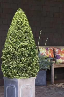 Variegated Boxwood (Buxus Sempervirens 'Aureovariegata') - 2 Gallon Pot - SALE 12 Variegated Boxwood (Buxus Sempervirens 'Aureovariegata') - 2 Gallon Pot - SALE -Outdoor Garden Store boxwood variegated cone 2 1