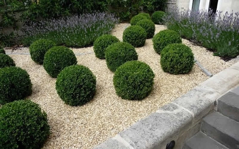 Baby Gem Boxwood - 6 Pack Of 1 Gallon Pots 6 Baby Gem Boxwood - 6 Pack Of 1 Gallon Pots - Image 4